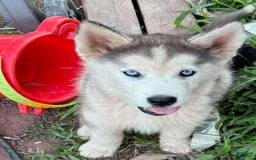 Siberian Husky dogs for sale: Toronto - Image 17