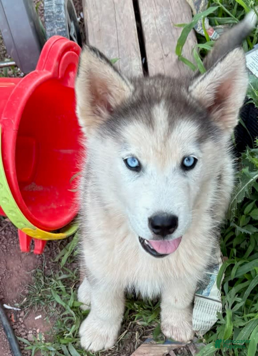 Siberian Husky dogs for sale: Toronto - Image 17