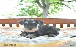 Miniature Schnauzer dogs for sale: Hector Champion Blood - Image 10