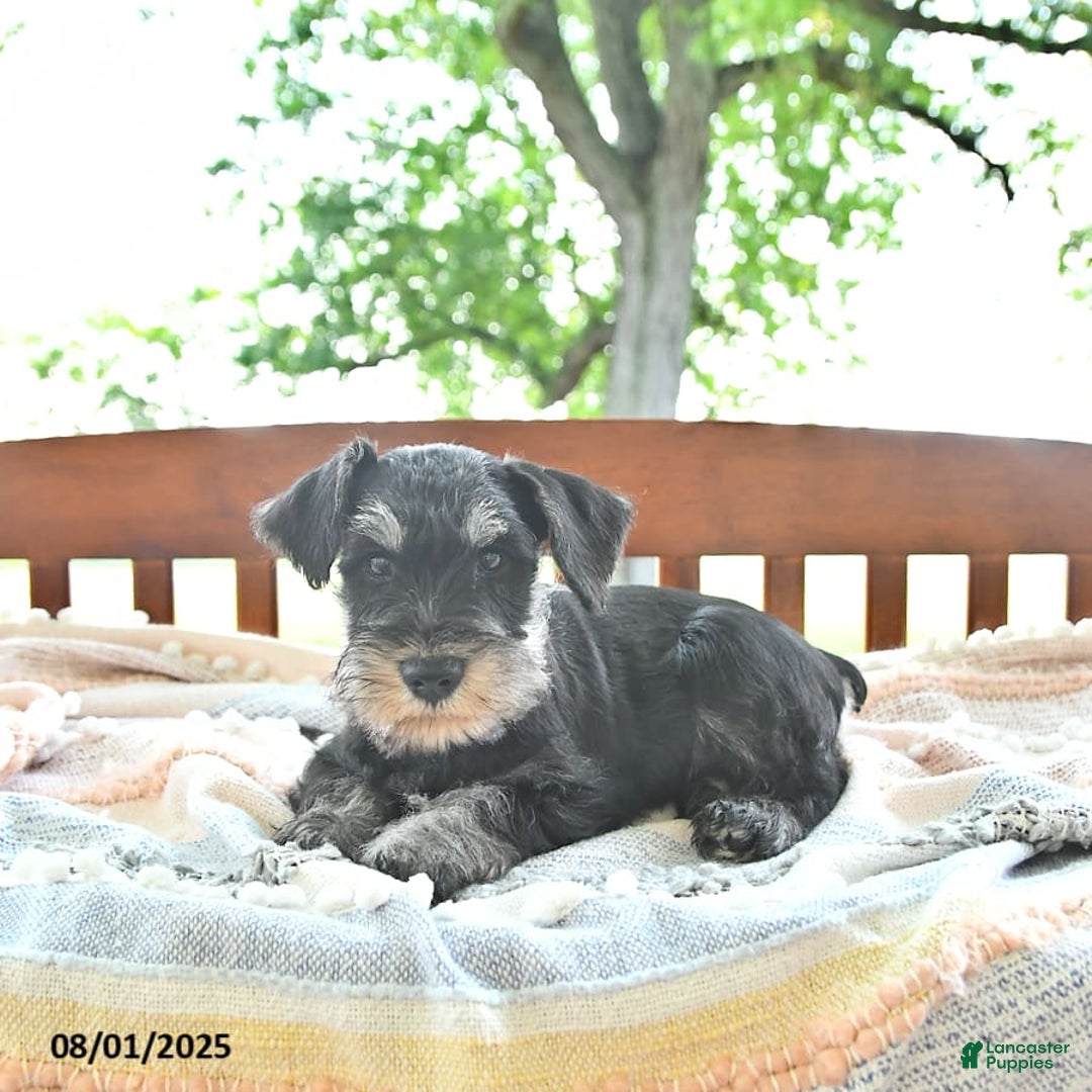Miniature Schnauzer dogs for sale: Hector Champion Blood - Image 10