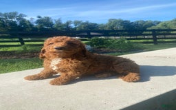 Mini Goldendoodle dogs for sale: Dexter - Image 7