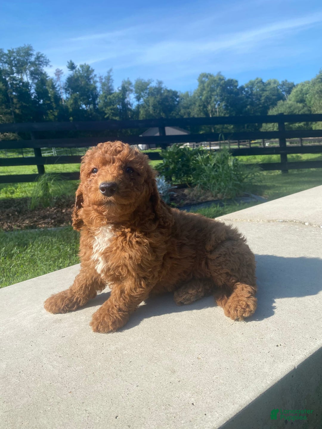 Mini Goldendoodle dogs for sale: Dexter - Image 7