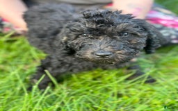 Labradoodle dogs for sale: Delilah - Image 1