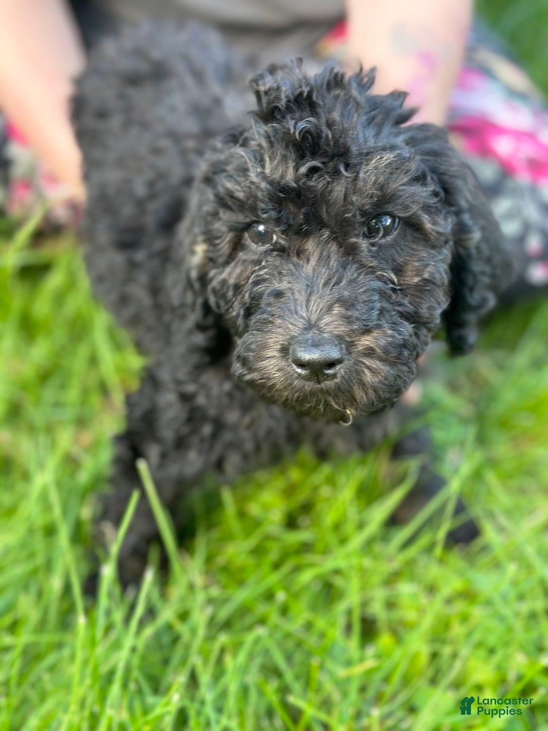 Labradoodle dogs for sale: Delilah - Image 1