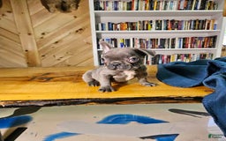 French Bulldog dogs for sale: Sky - Image 3
