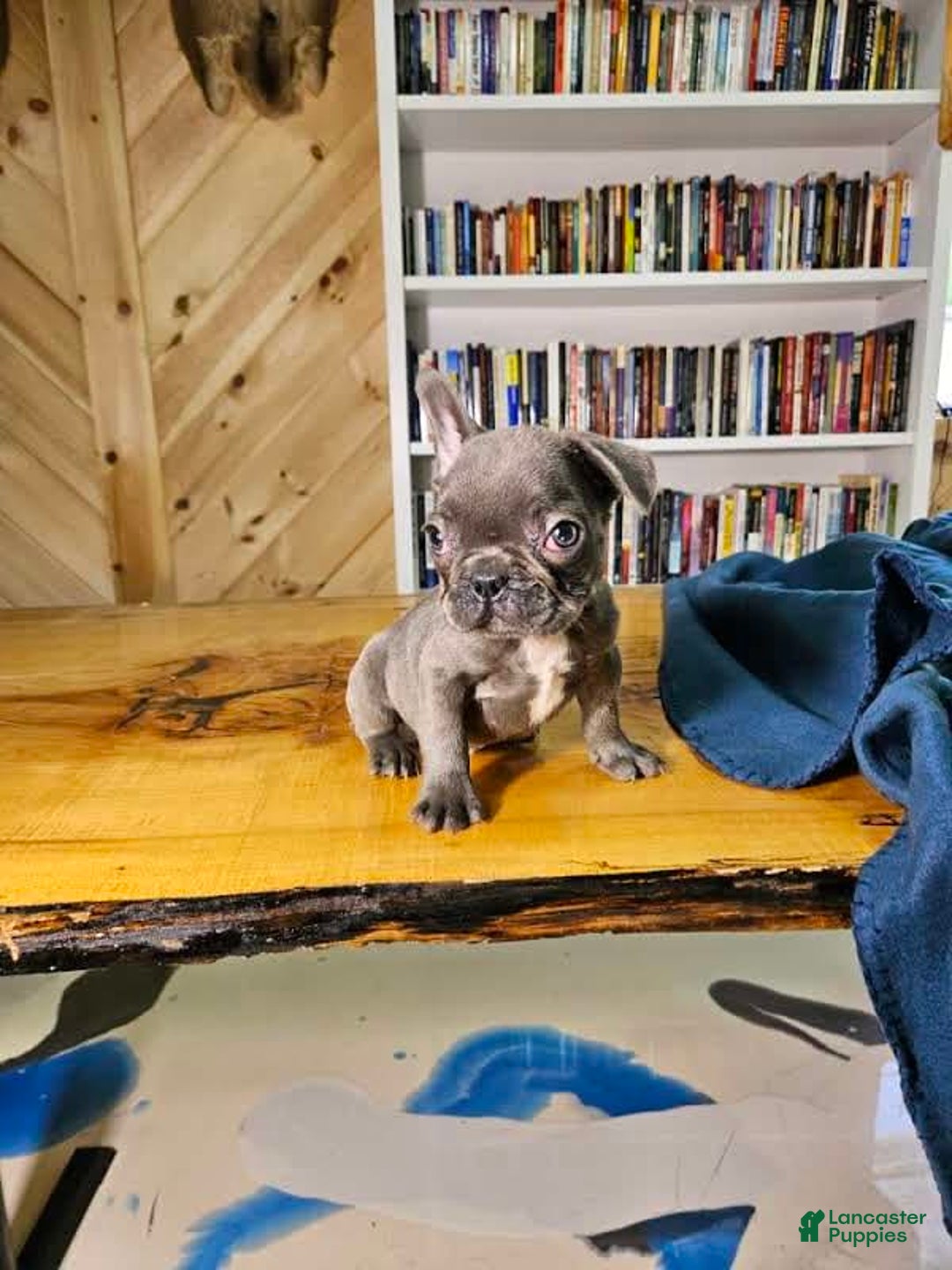 French Bulldog dogs for sale: Sky - Image 3