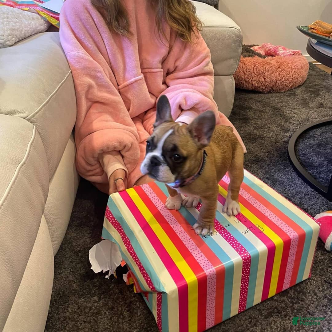 French Bulldog dogs for sale: Kaycia - Image 3