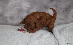 Mini Goldendoodle dogs for sale: Cinnamon - Image 4