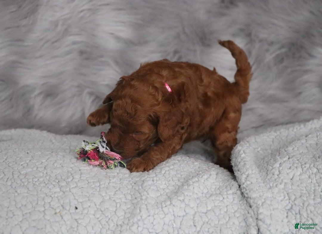 Mini Goldendoodle dogs for sale: Cinnamon - Image 4