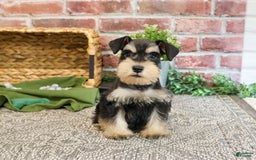 Miniature Schnauzer dogs for sale: James - Image 2