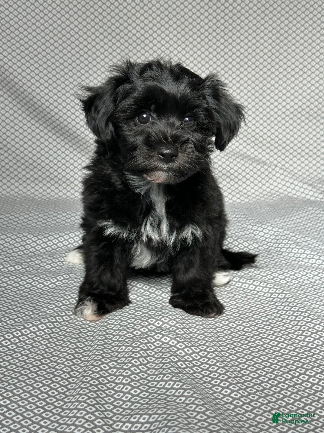 Yochon dogs for sale: Penny - Image 1