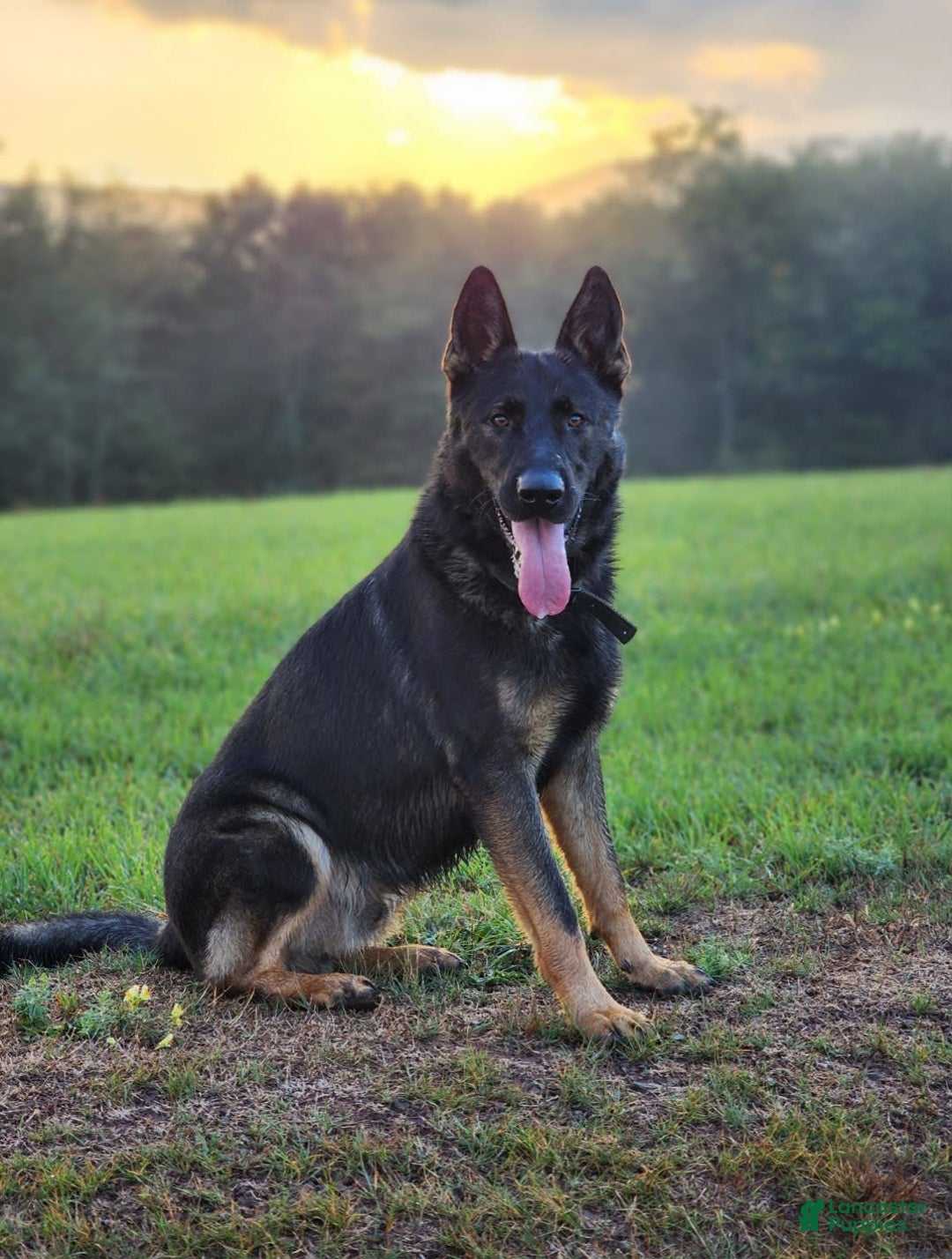 German Shepherd dogs for sale: Karma - Image 25