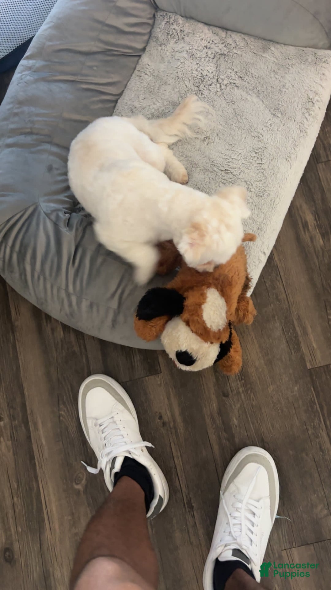 Maltipoo dogs for sale: Ghost - Image 15
