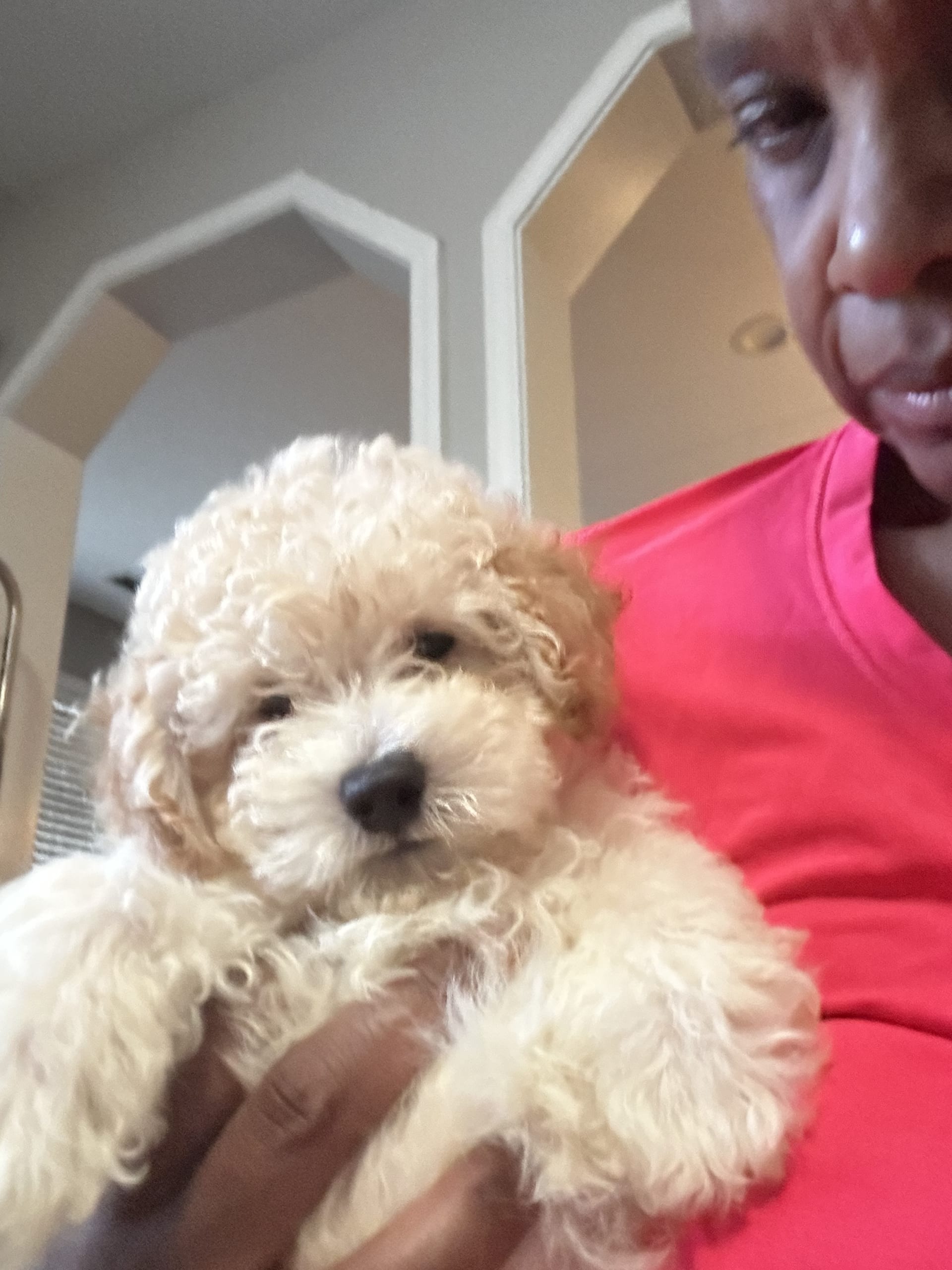 Maltipoo dogs for sale - Ad 2