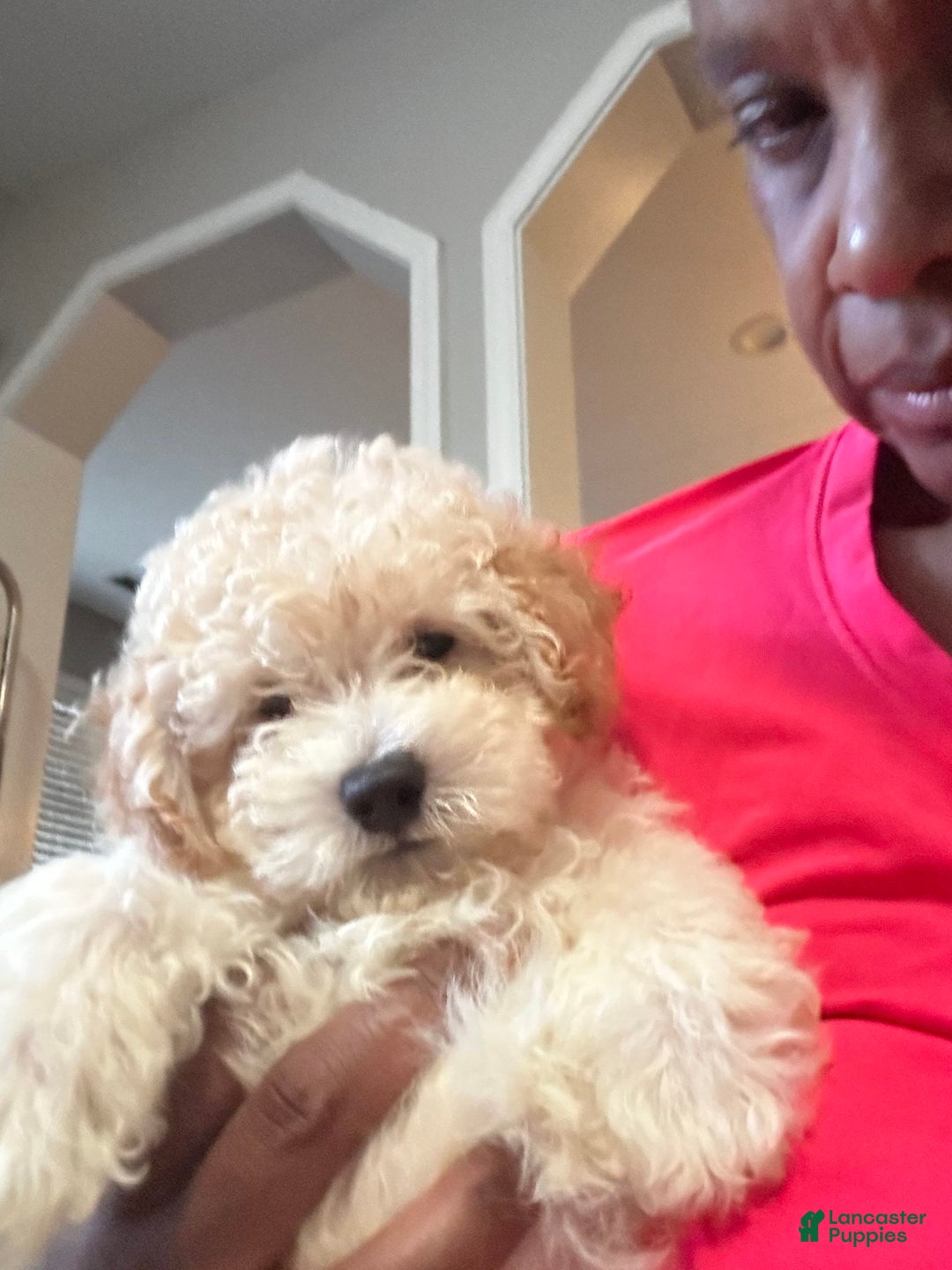 Maltipoo dogs for sale: Laren - Image 1