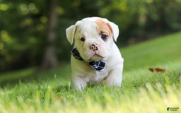 Beabull dogs for sale: Rockstar - Image 9