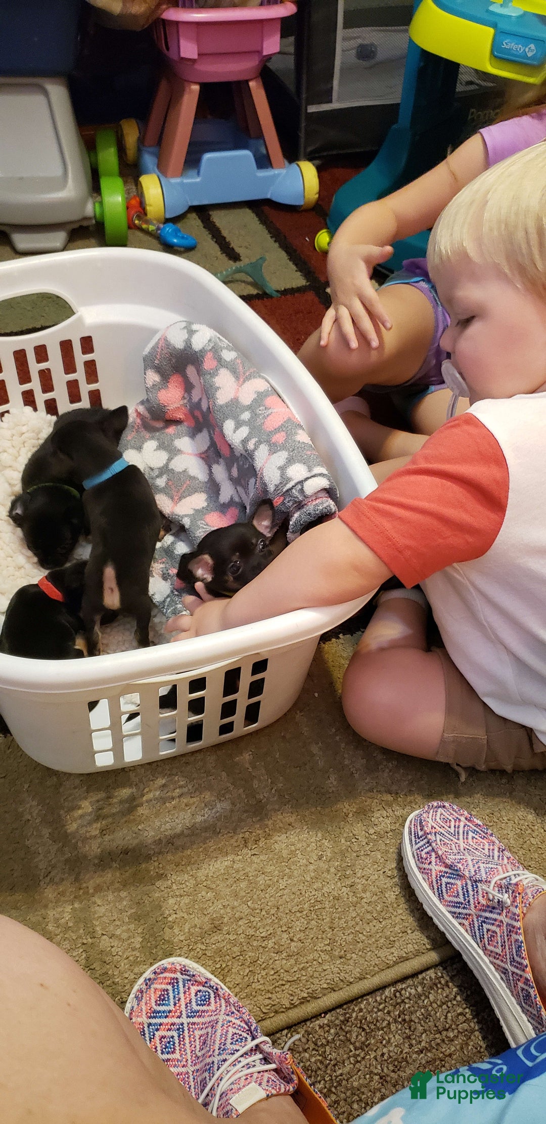 Chihuahua dogs for sale: Amy Rose - Image 3