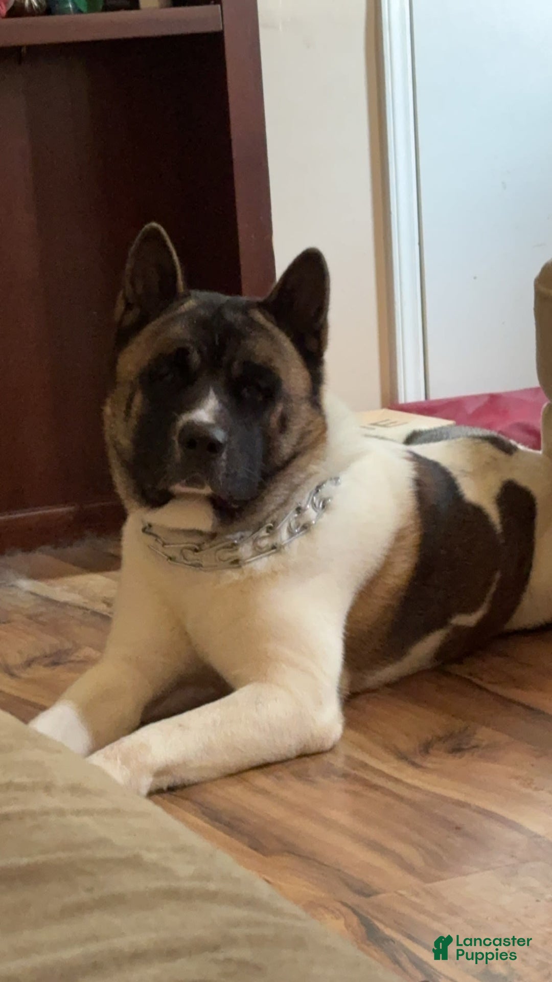 Akita dogs for sale: Jasper - Image 13