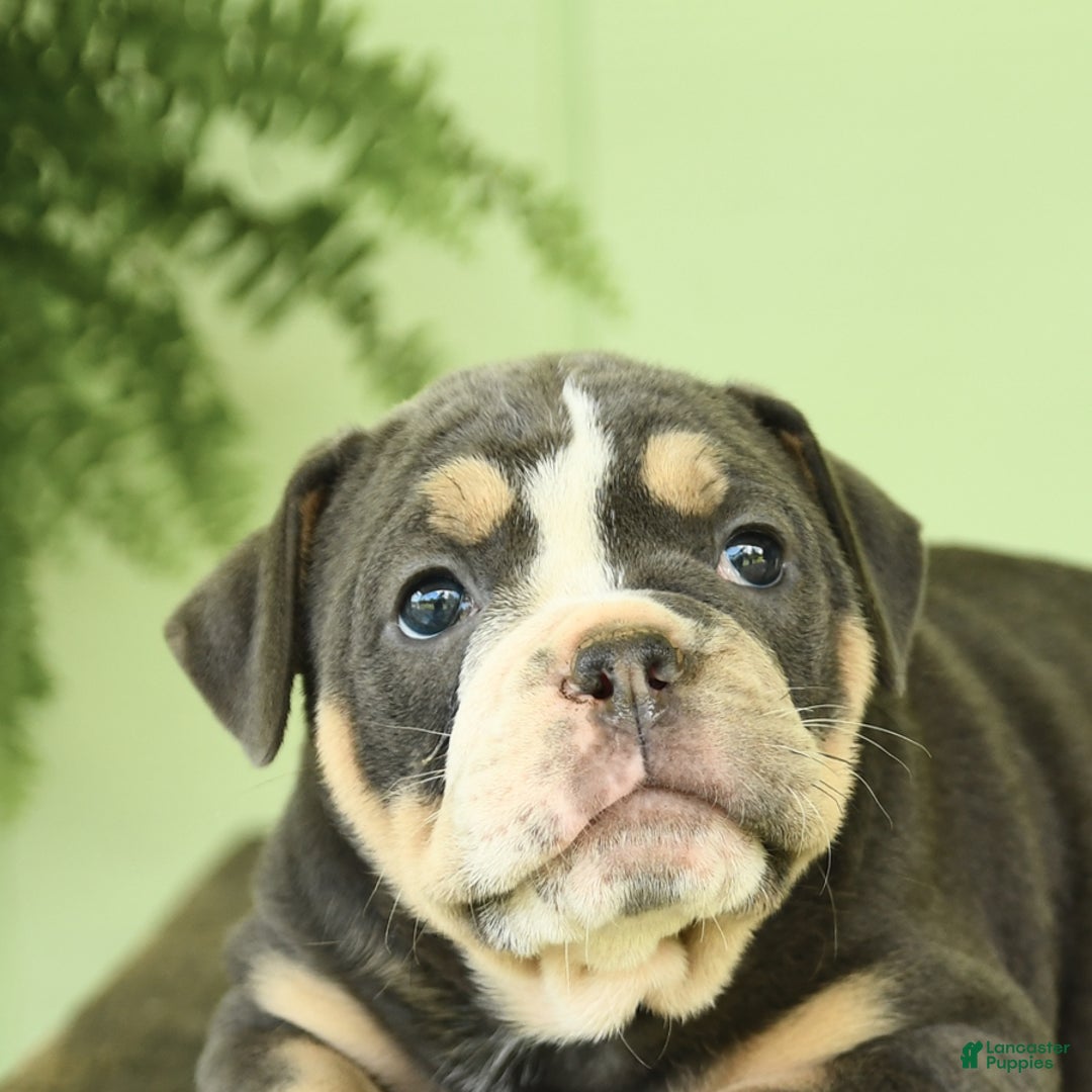 Olde English Bulldogge dogs for sale: Cassie - Image 5