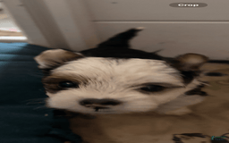 Biewer Terrier dogs for sale: Baxter - Image 1