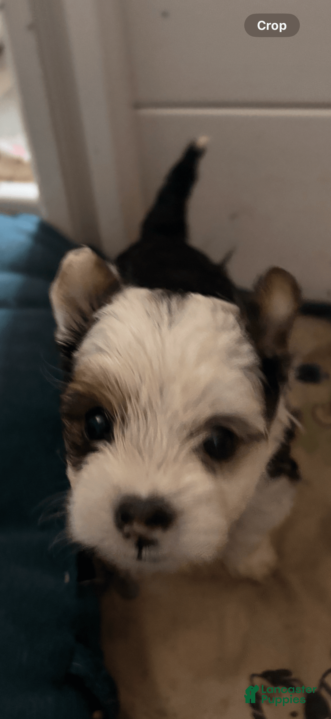 Biewer Terrier dogs for sale: Baxter - Image 1