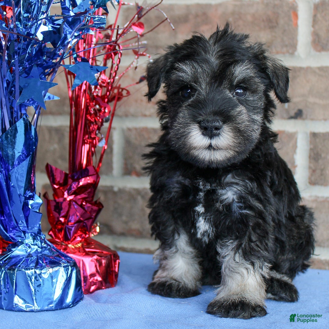 Miniature Schnauzer dogs for sale: Koda - Image 3