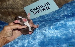 Chihuahua dogs for sale: Charlie Brown - Image 3