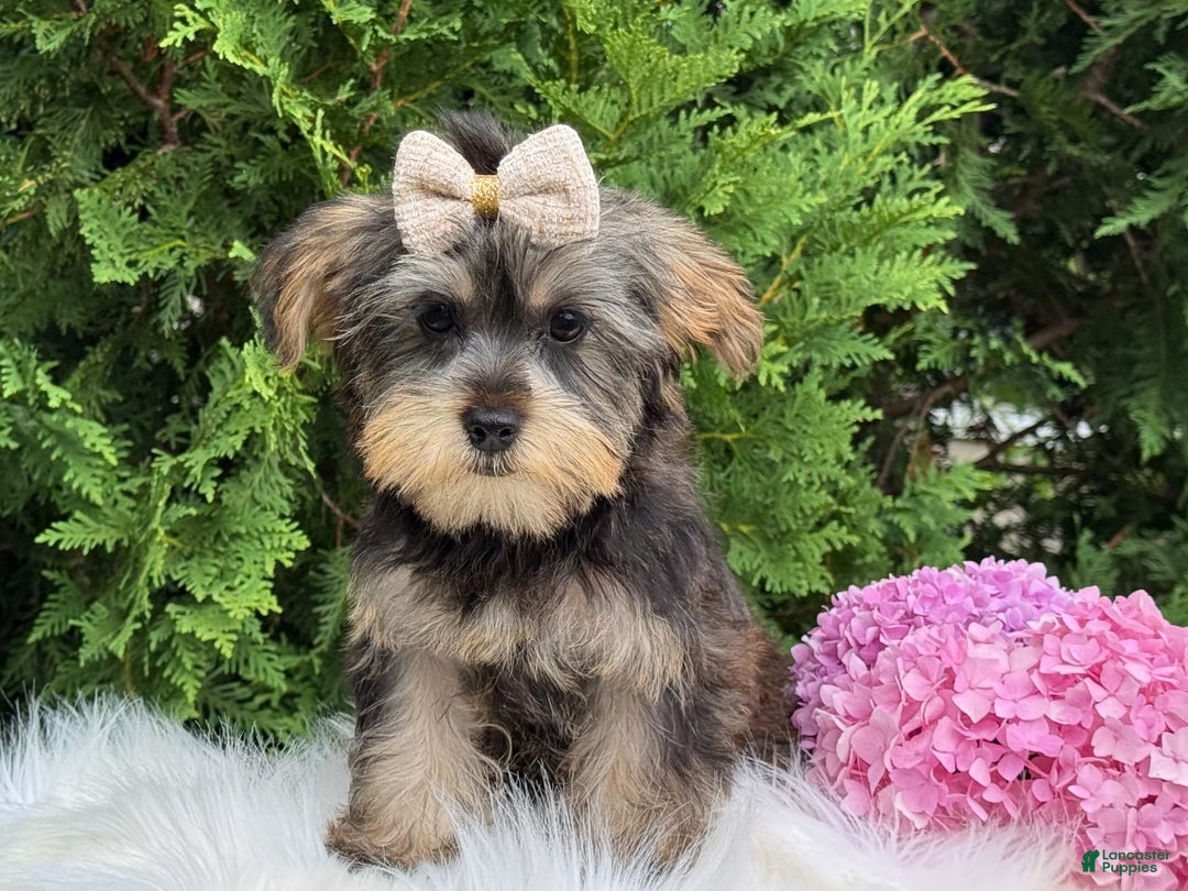 Yorkshire Terrier dogs for sale: Baxter - Image 6