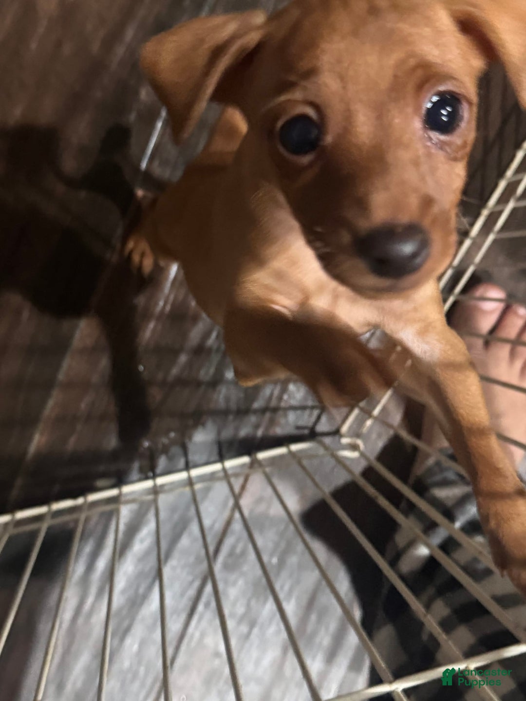 Miniature Pinscher dogs for sale: Scooby Jr - Image 1