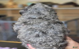 Standard Poodle dogs for sale: Velma - Image 1