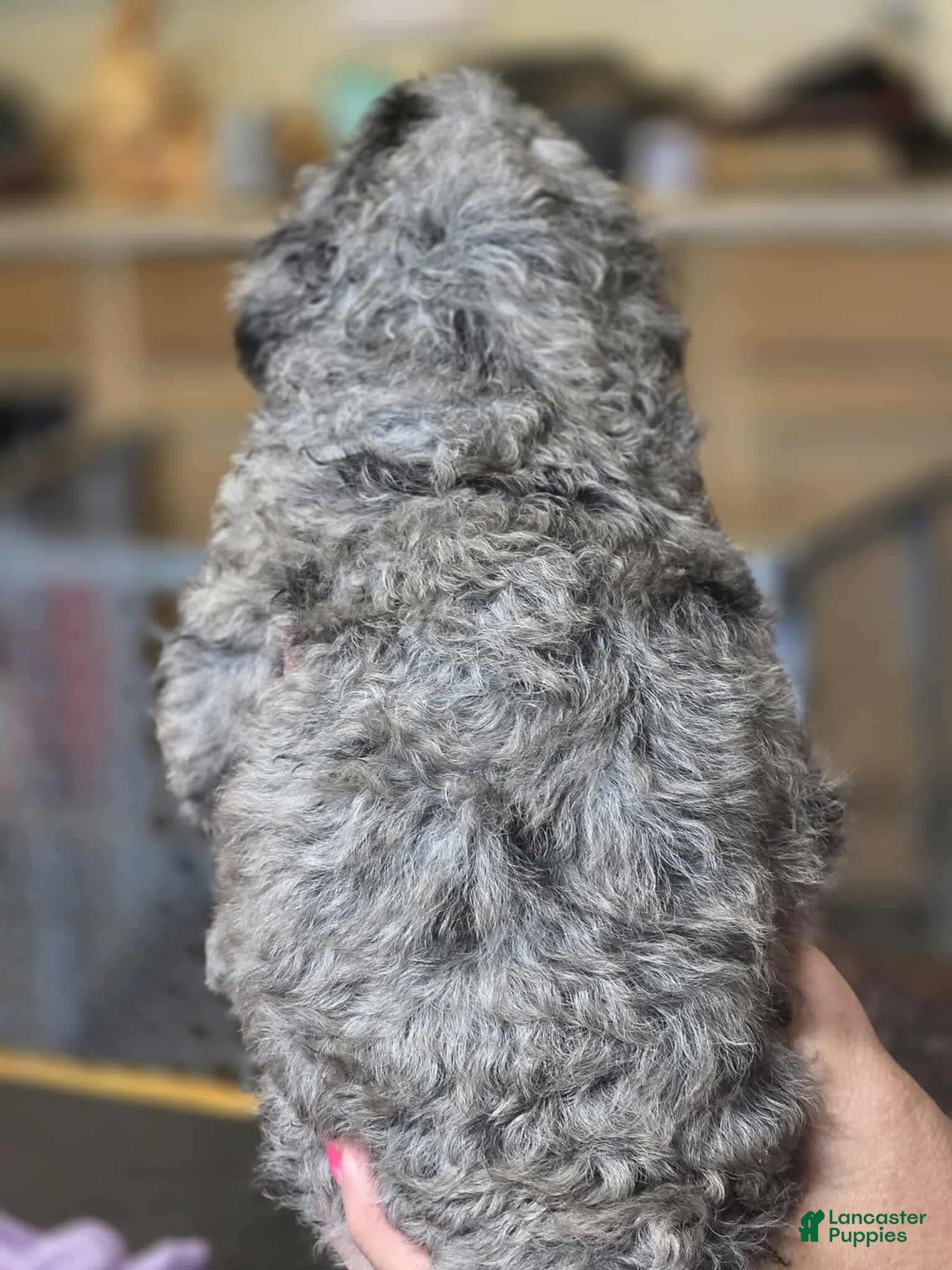 Standard Poodle dogs for sale: Velma - Image 1