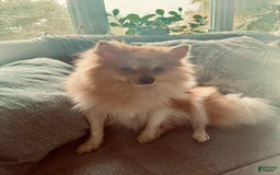 Pomeranian dogs for sale: Jill - Image 15