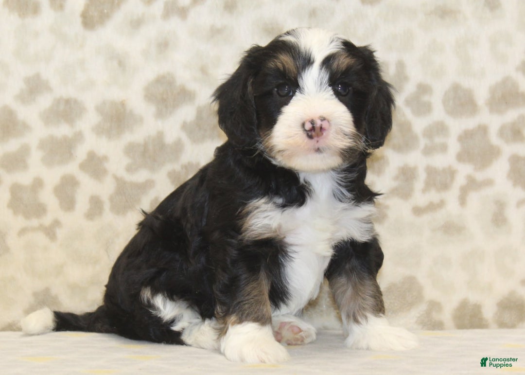 Mini Bernedoodle dogs for sale: Riley - Image 8