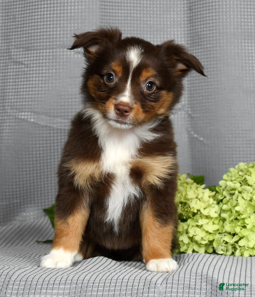 Miniature Australian Shepherd dogs for sale: Ariel - Image 1