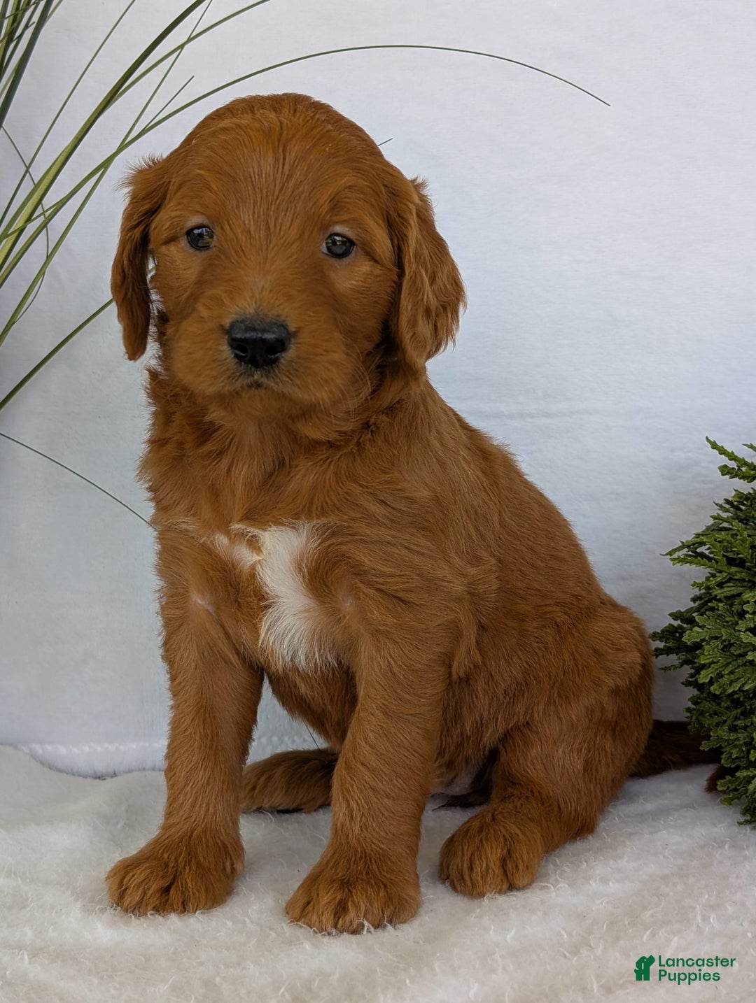 Goldendoodle dogs for sale: Emmie - Image 9