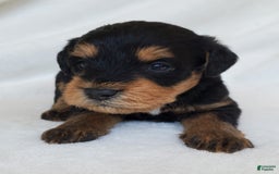 Schnoodle dogs for sale: Dexter - Image 4