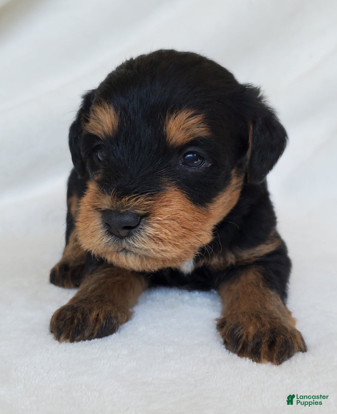 Schnoodle dogs for sale: Dexter - Image 4