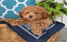Miniature Poodle dogs for sale: Miniature Poodle 7 puppies - Image 11