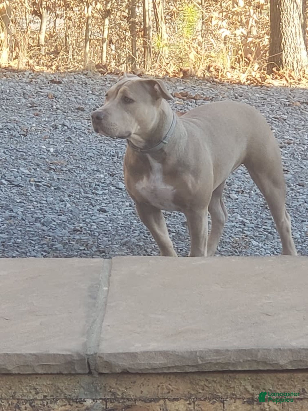American Bully dogs for sale: Socks - Image 50