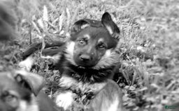 German Shepherd dogs for sale: Amarillo - Image 1