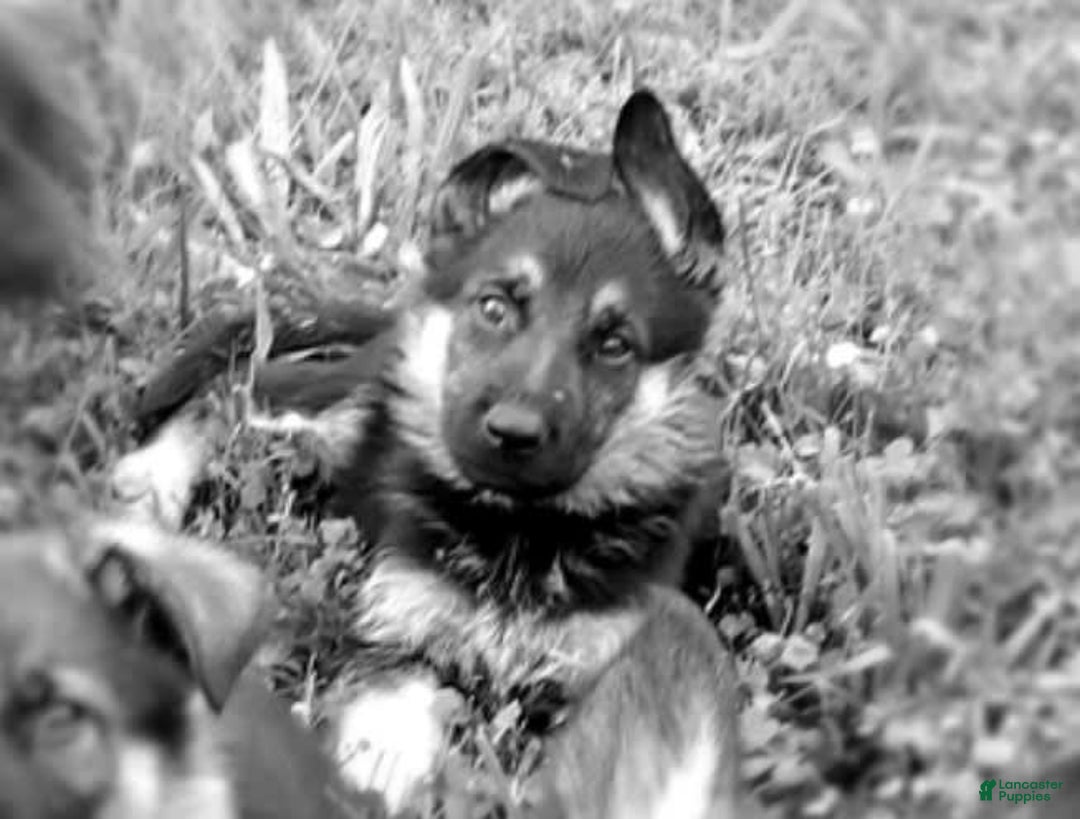 German Shepherd dogs for sale: Amarillo - Image 1