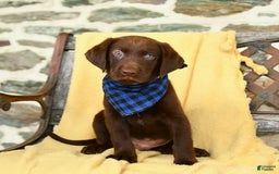 Labrador Retriever dogs for sale: Caleb - Image 2