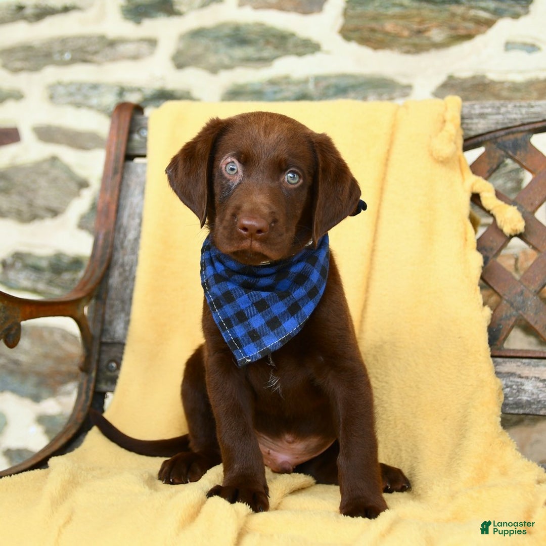 Labrador Retriever dogs for sale: Caleb - Image 2