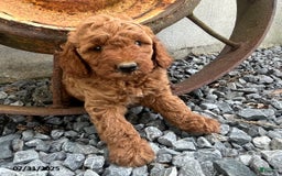 Mini Goldendoodle dogs for sale: Zeus - Image 2
