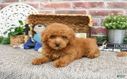 Miniature Poodle dogs for sale: Rico - Image 2