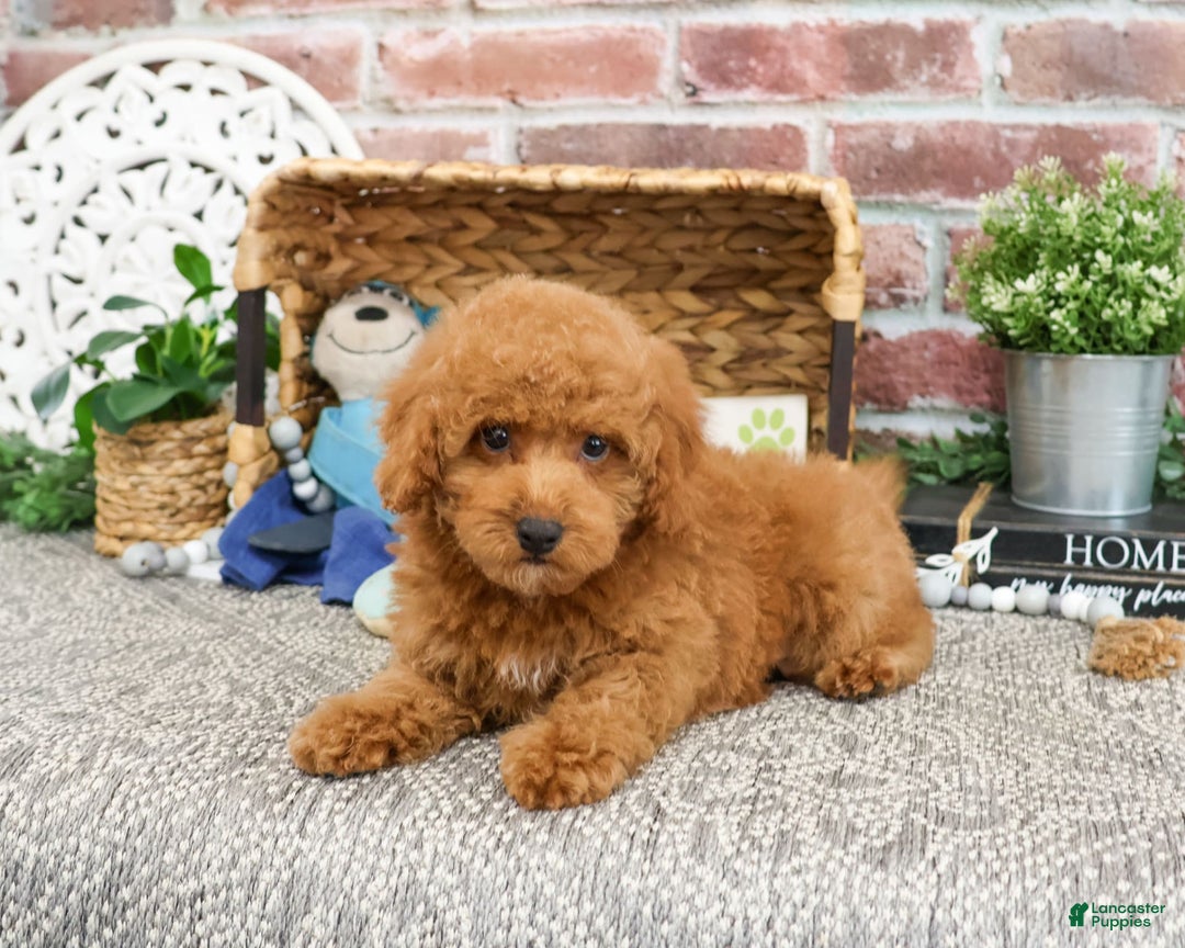 Miniature Poodle dogs for sale: Rico - Image 2