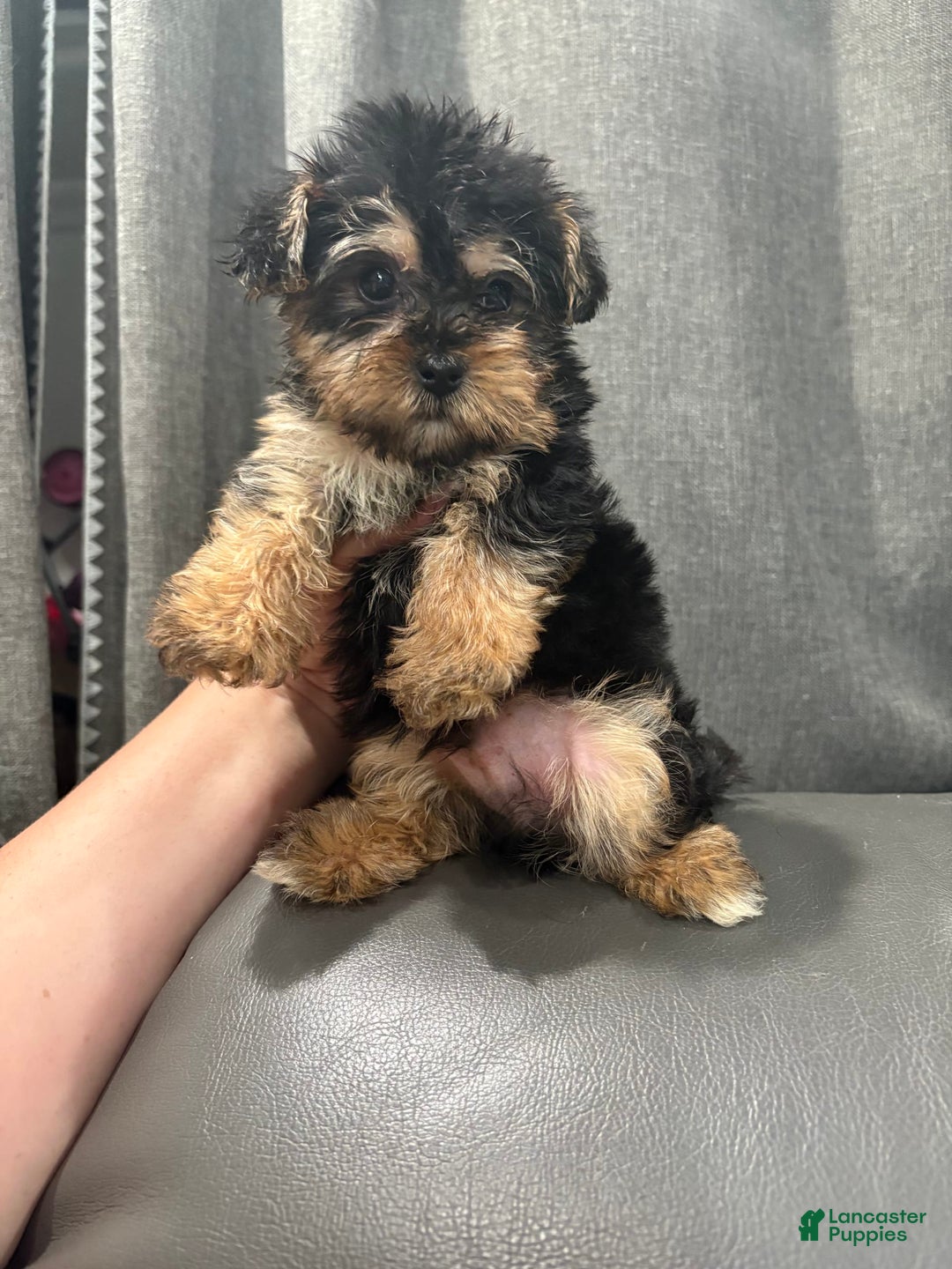 Morkie dogs for sale: Teddy - Image 4