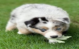 Australian Shepherd dogs for sale: Kiwi - Image 2