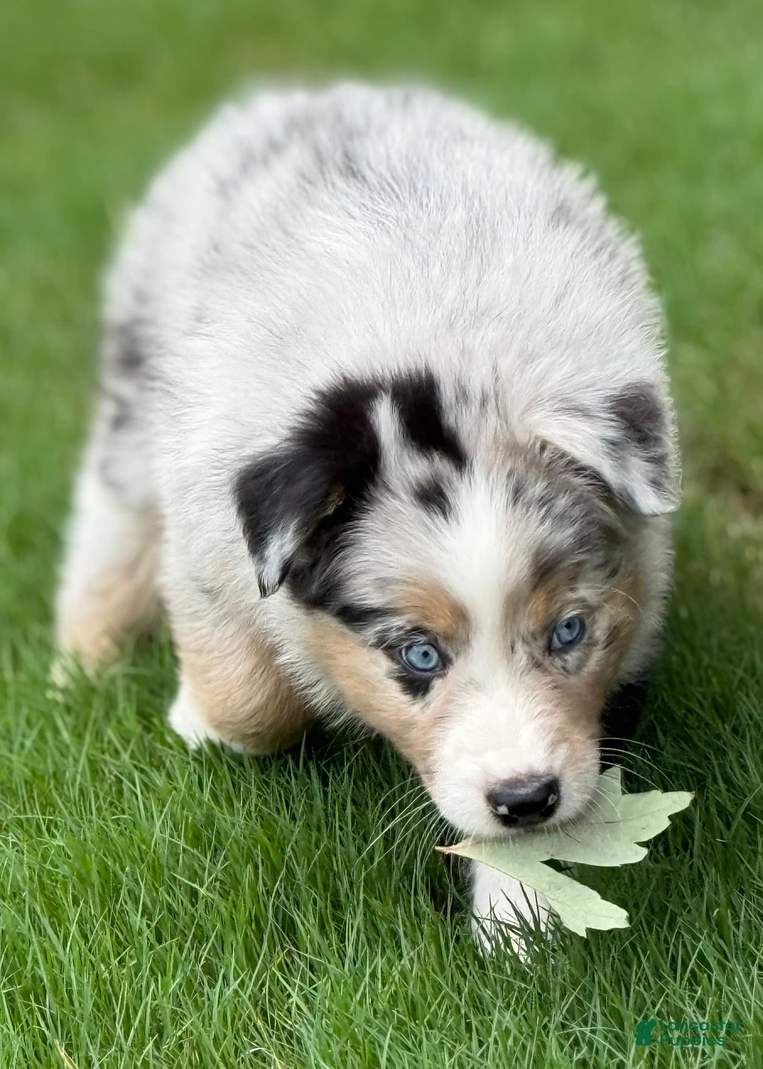 Australian Shepherd dogs for sale: Kiwi - Image 2