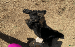 Bernedoodle dogs for sale: Baby Rocky - Image 4
